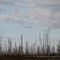 Dead Forest FL