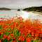 Ringaringa Beach