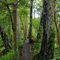 Ulva Island native forest