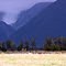 Fox Glacier, NZ