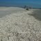 Captiva Island, FL