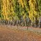Blenheim Autumn