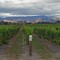 Marlborough Wine Country nr Blenheim, New Zealand