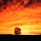 Sunset Tree, near Miramichi River, New Brunswick, aug 1978