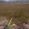 Grass, Flax and Bush, near Kawakawa