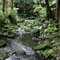 NZ: Reverse shot of beautiful stream
