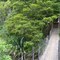 Mangrove Walk in Onerahi