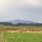 Looking at Bluff Hill