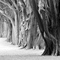 Trees ...
