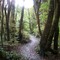 Seaward Bush Reserve
