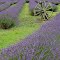 ❀ Wheel and lavender.❀