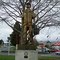 Pine Man Tokoroa
