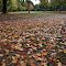 Autumn Leaves, Kinleith, New Zealand