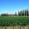 Cypresses along corn field in Wairoa