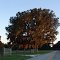 golden moss draped Live Oak, rural Sumter County (10-1-2011)