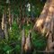 Cypress Swamp