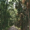 canopy road, old Astor Spanish land grant, Astor Farms, Florida (6-2006)