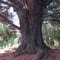 Massive pine along track