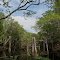 Pilings from an old bridge across the Aucilla River