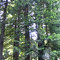 Pano tall trees