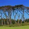 Macrocarpa Picket - Opunake, Taranaki