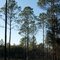 Slash pine in the late afternoon