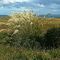 toetoe (Cortaderia toetoe, Poaceae) in coastal windswept grassland