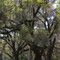 A grove of live oaks at Sunnyhille Restoration Area