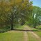 Brilliant spring foliage (not recolored, really)