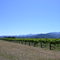 Marlborough vineyards (in front of Clifford Bay estate)