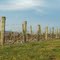 First buds in Tamar Vineyard