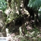 Reserve near Opotiki (december 2004)