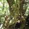 Taketakerau.(The Burial Tree), Hukutaia Domain, Opotiki, NZ