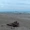 Waiotahi Beach and Moutohora Island