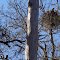 Eagle nest 3/30/12