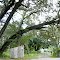 Bent oak, Citra, FL (2006)