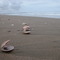 Shells aligned by the tide.