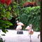 Sunken Gardens, St Petersburg, Flamingoes