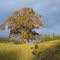 Tree watching farmer's Christmas party at Hamurana