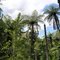 Fern forest at Okere Falls