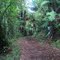 Western Okataina walkway fern forest