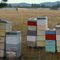 Hive of Activity