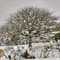 Rangiora Snowfall - 16 August 2011