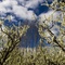 Spring Blossom