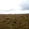 Kopuatai peat dome