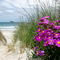 Beach Colour