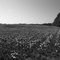 Cotton Field Elkmont Alabama