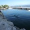 Floridas Key's: natural pool of famous Dolphin Research Center, Grassy Key