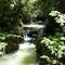 Ruakuri Bushwalk New zealand
