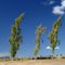 Landscape Repetition 4